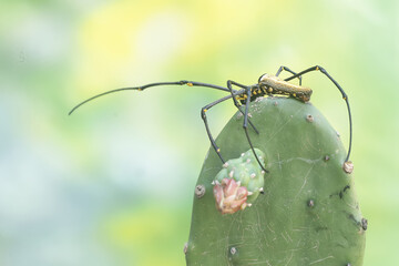 A golden orb-web spider hunts prey in the bushes. This insect has the scientific name Nephila...