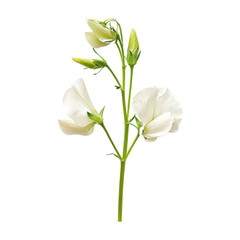 Obraz premium White Sweet Pea Flower