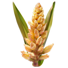 Obraz premium Close-up of a Yellow Ginger Flower Bud