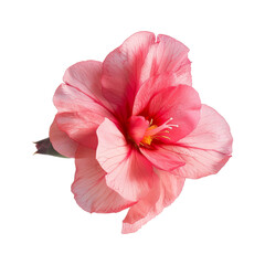 Naklejka premium Pink Flower with Black Background