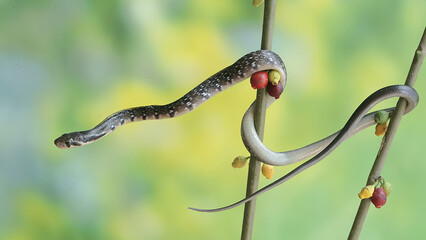 
A yellow striped racer snake is hunting for prey in the bushes. This non-venomous reptile has the...