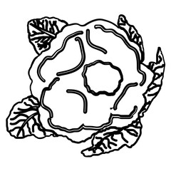 illustration of a caulilflower