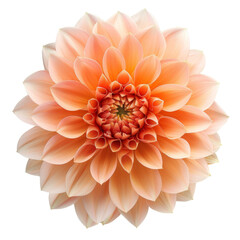 Fototapeta premium Peach Dahlia Flower