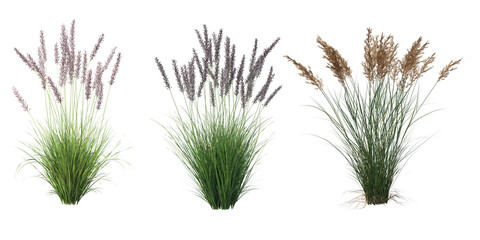 A variety of grasses bush with flowers in the wild on transparent background