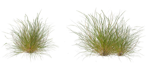 Green grasses bush on transparent background