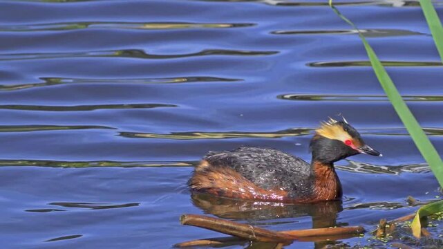 The Fascinating World of the Horned Grebe (Podiceps auritus