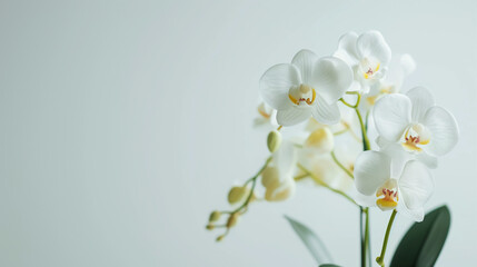 Fototapeta premium Orchid Flower Plant in Pot Dollhouse Miniatures Garden isolated on a transparent background