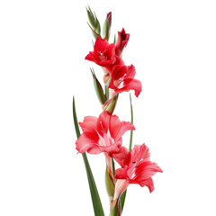 Red Gladiolus Flower Bouquet