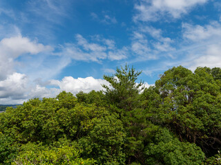青空と鮮やかな新緑の木々