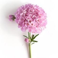 Pink Scabiosa Isolated on White Background. Beautiful Scabiosa Flower