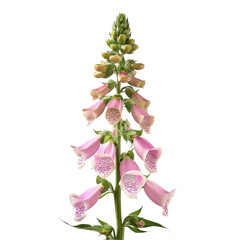 Pink Foxglove Flower isolated on white background