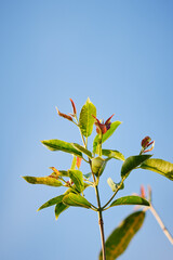 Syzygium cumini leaf on blue sky
