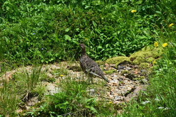 北アルプスの絶滅危惧種の雷鳥