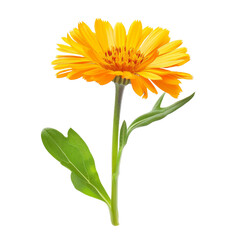 Calendula Flower with Green Leaves