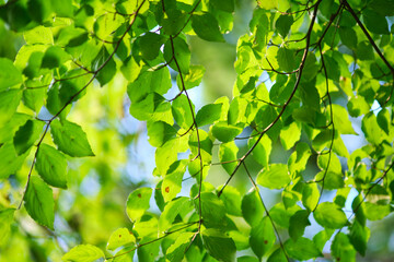 green leaves background