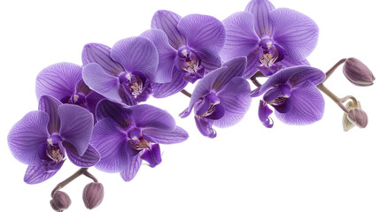 Obraz premium purple moth orchids in bloom close-up photo isolated on a transparent background