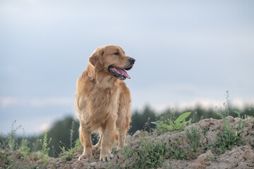 Portrait of a beautiful purebred golden retriever on a walk.