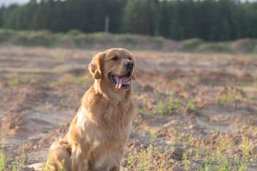 Portrait of a beautiful purebred golden retriever on a walk.