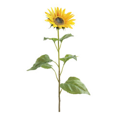 Fototapeta premium Single Yellow Sunflower with Green Leaves