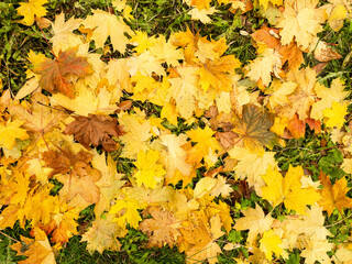 Background of wet fallen yellow, green and brown maple leaves