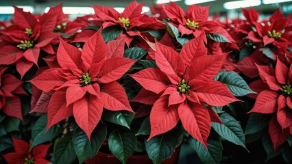 Red Poinsettia Plant Close Up.