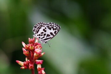 Tajuria maculata found in the wild.