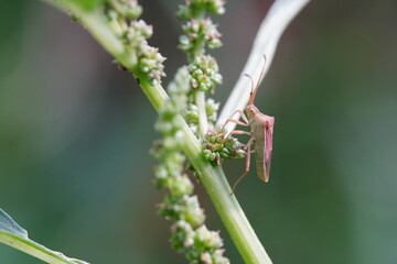 Pentatomoidea It is an insect that sucks sap from weeds as food.