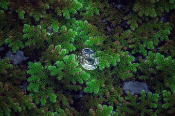 Water Drop On Bright Green Moss Lichen