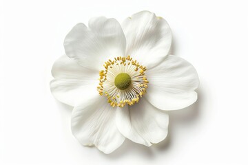 Obraz premium White Anemone Isolated on White Background