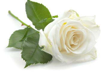 Fototapeta premium White Rose Isolated on White Background