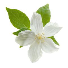 Obraz premium Closeup White Jasmine Flower with Green Leaves