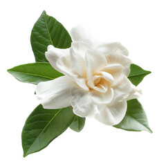 Naklejka premium White Gardenia Flower with Green Leaves