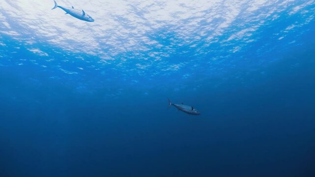 thon &agrave; dent de chien