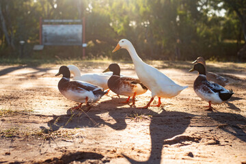 Flock of ducks in morning light