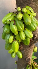 Bilimbi on The tree. Raw and green. Focus selected