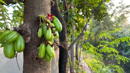 Bilimbi on The tree. Raw and green. Focus selected