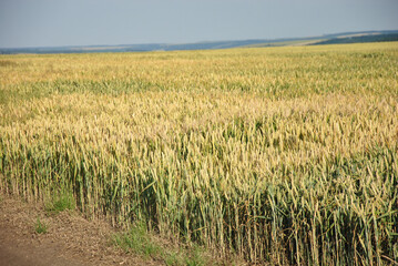 wheat field in the summer. field of ripening wheat. rural landscape