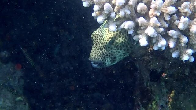 Pearl toby puffer fish, scientific name is Canthigaster margartata, belongs to the family Tetraodontidae, inhabits coral reefs of the Red Sea, when dangerous may inflate its body