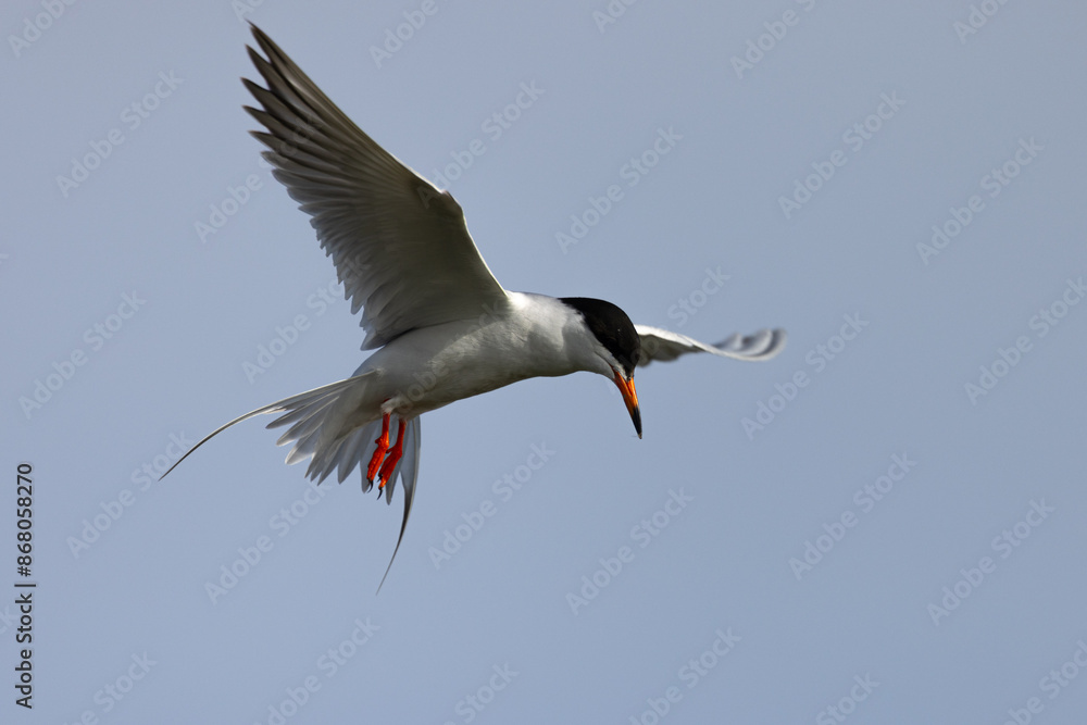 Sticker Forster's tern flying, seen in a North California marsh