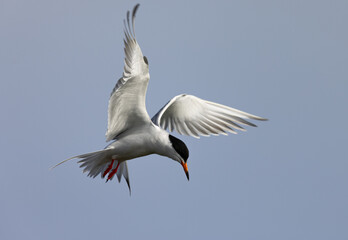 American avocet in water with reflections, seen in the wild in a North California marsh 
