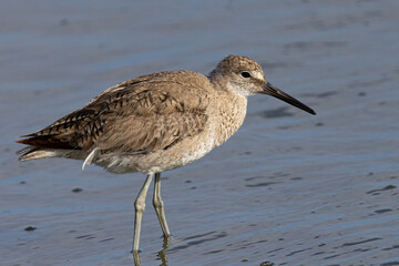 Short-billed dowitcher, seen  in a North California marsh
