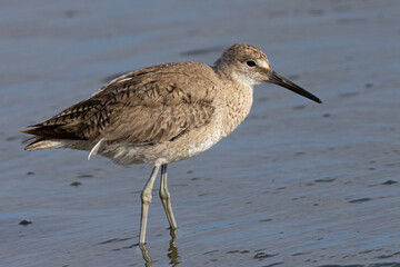 Short-billed dowitcher, seen  in a North California marsh