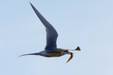 Forster's tern flying with a fish in its beak, seen in a North California marsh
