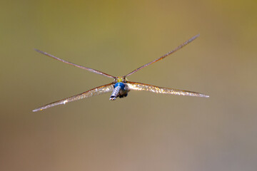 Close-up of a dragonfly in flight, seen in the wild in North California