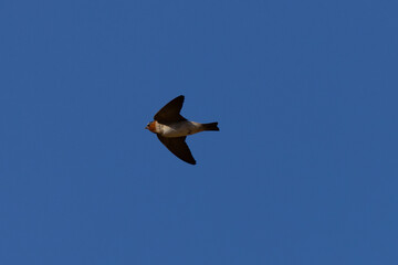 Close view of a barn swallow flying in beautiful light