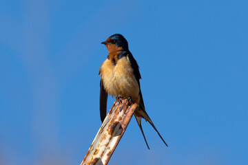Close view of a barn swallow perched in beautiful light
