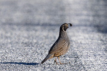 Close view of a male California quail, seen in the wild in North California
