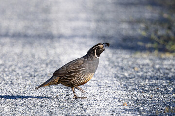 Close view of a male California quail, seen in the wild in North California