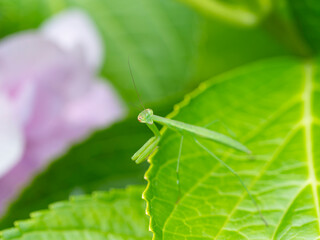 紫陽花に乗る小さなカマキリの幼虫