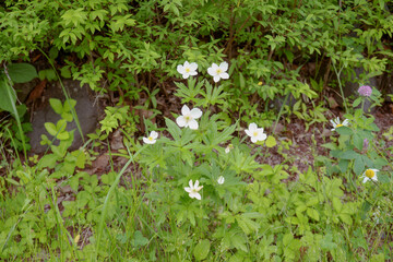 高山植物のハクサンイチゲ（Anemone narcissiflora var. nipponica）／6月・長野県